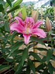 [6274 Lilium 57 No02.JPG]